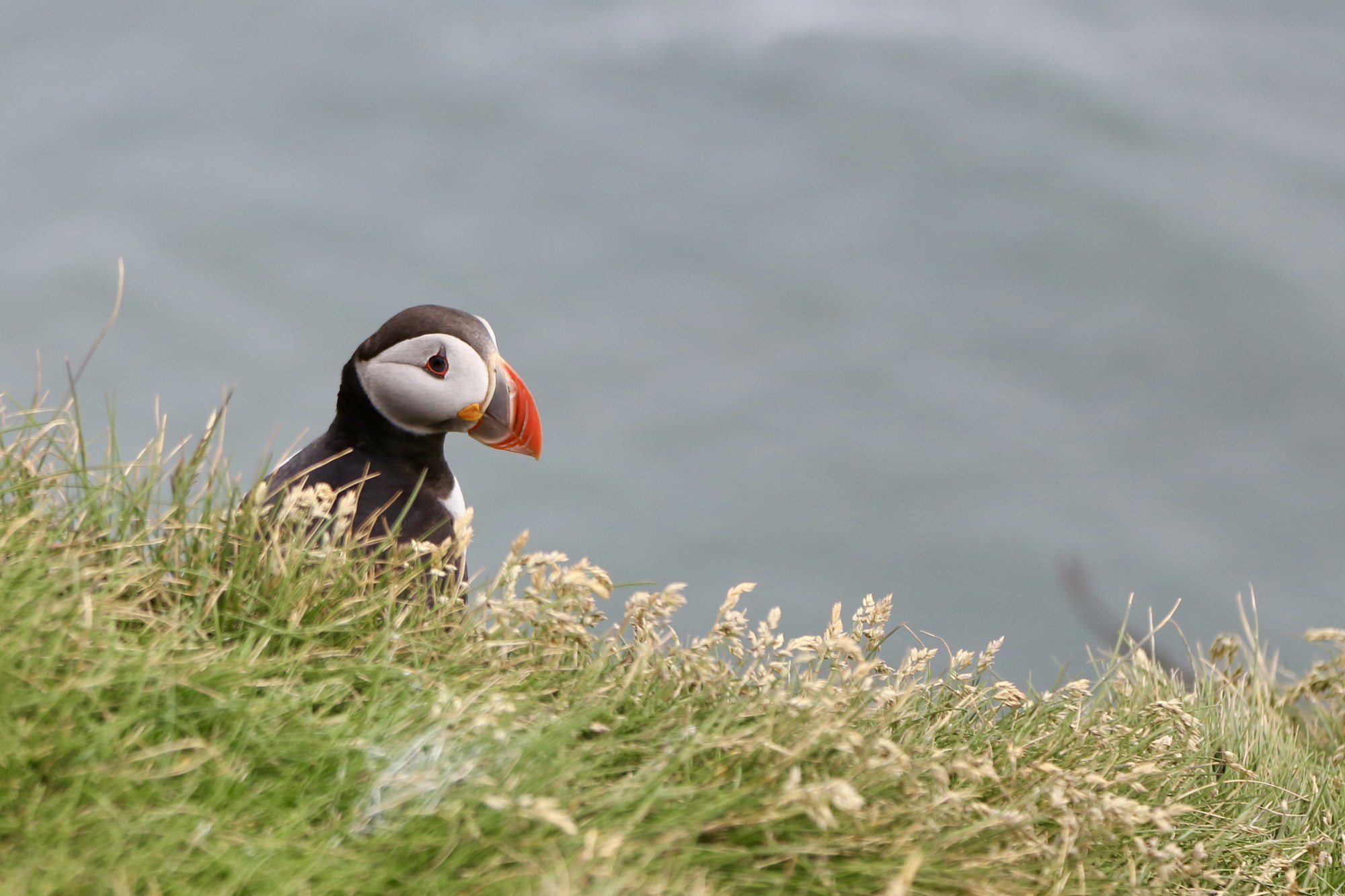 A puffin looking out from a grassy coastal cliff