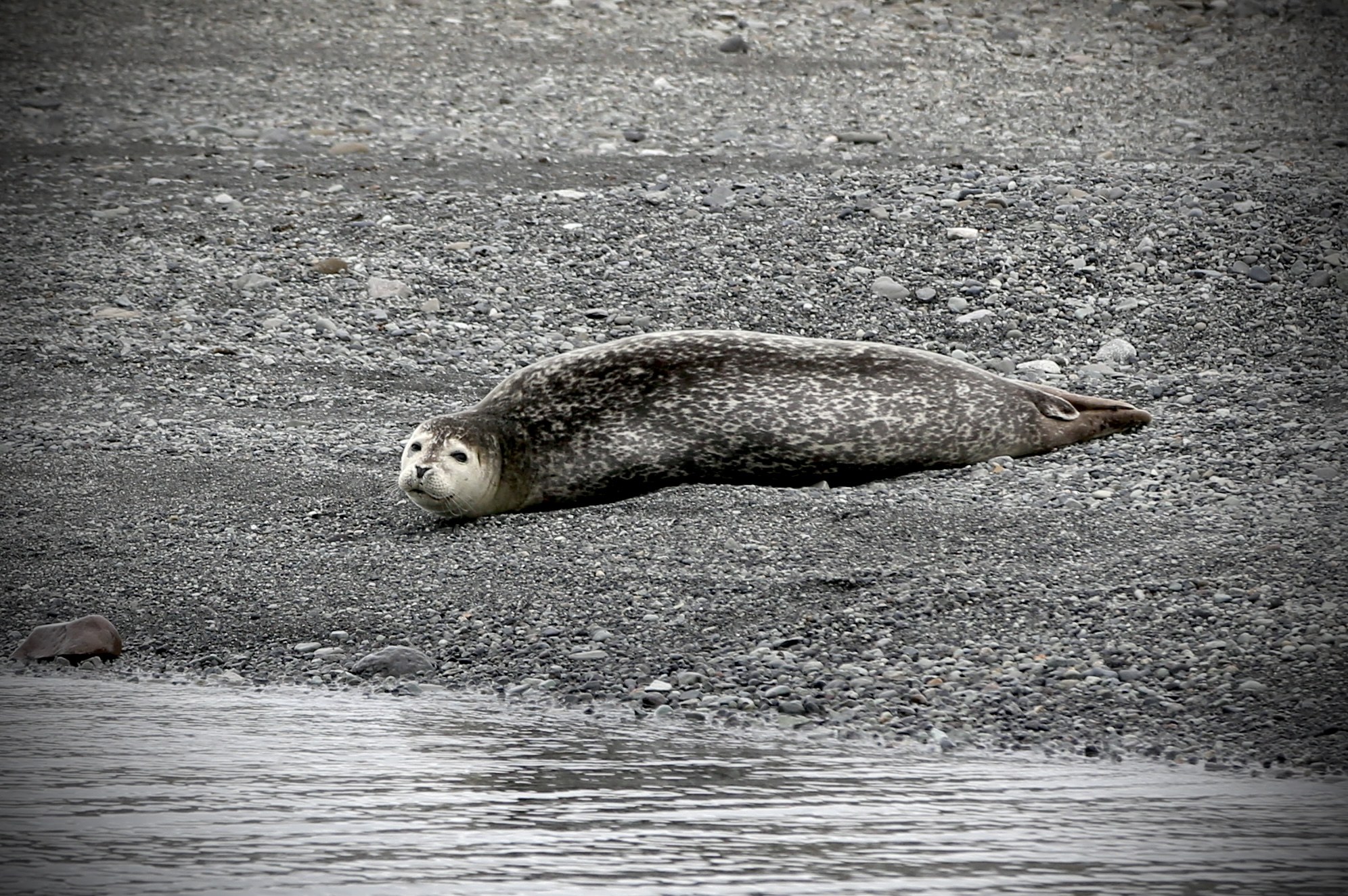 A seal resting on a pebble beach beside the water